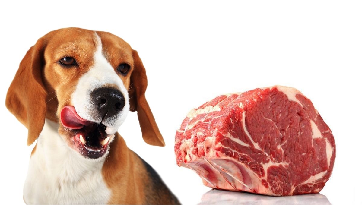 ¿Demasiada proteína es mala para los riñones de un perro?